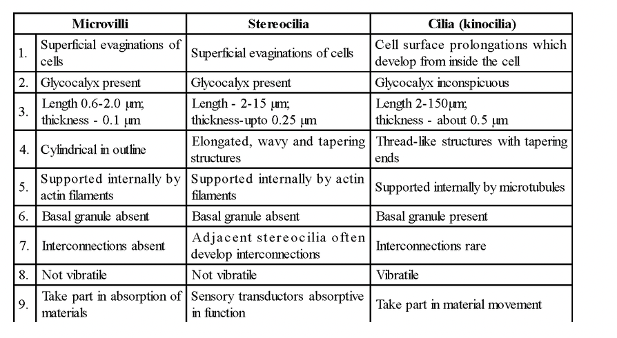 Epithelial Tissue